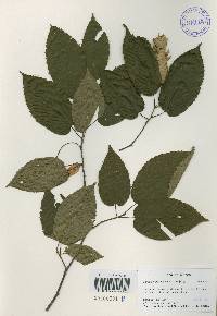 Carpinus cordata image