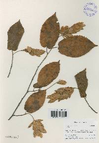 Carpinus cordata image