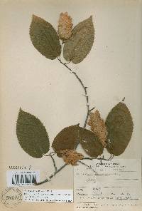 Carpinus cordata image