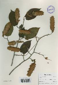 Carpinus cordata image