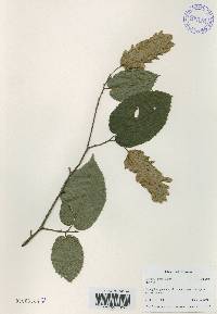 Carpinus cordata image