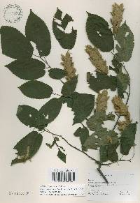 Carpinus cordata image