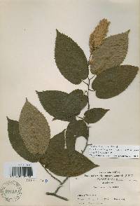 Carpinus cordata image