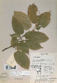 Carpinus cordata image