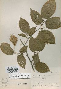 Carpinus cordata image