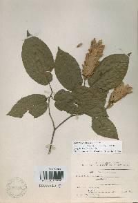 Carpinus cordata image