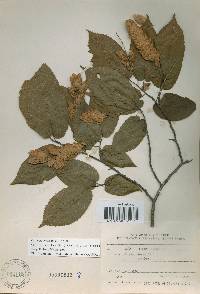 Carpinus cordata image