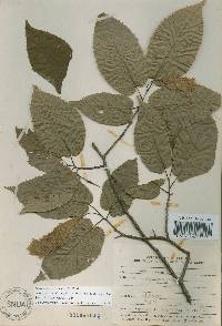 Carpinus cordata image