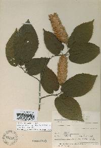 Carpinus cordata image