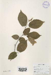 Carpinus cordata image