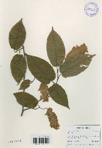 Carpinus cordata image