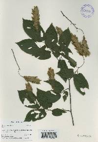 Carpinus cordata image