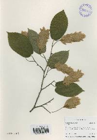 Carpinus cordata image