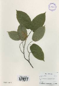 Carpinus cordata image