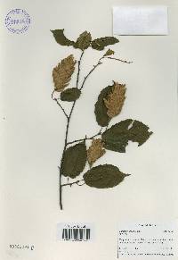 Carpinus cordata image