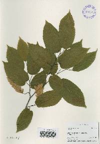 Carpinus cordata image