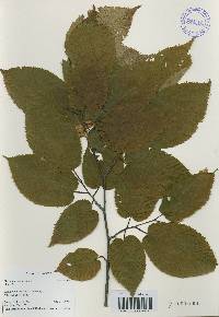 Carpinus cordata image