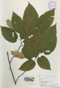 Carpinus cordata image