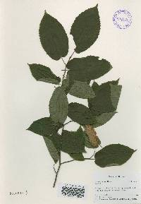 Carpinus cordata image