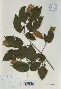 Carpinus cordata image