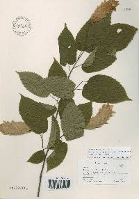 Carpinus cordata image