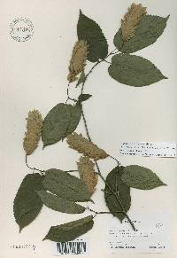 Carpinus cordata image