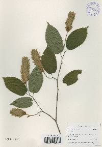 Carpinus cordata image