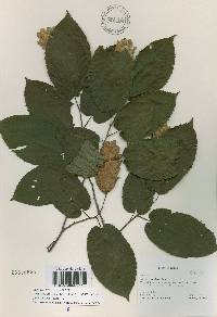 Carpinus cordata image