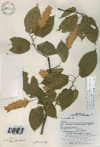 Carpinus cordata image