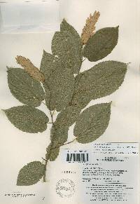 Carpinus cordata image