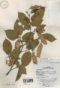 Carpinus cordata image