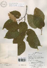 Carpinus cordata image