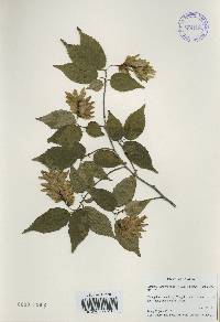 Carpinus laxiflora image