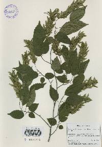 Carpinus laxiflora image