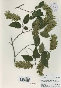 Carpinus laxiflora image