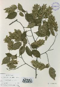 Carpinus laxiflora image