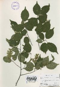 Carpinus laxiflora image