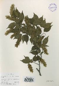 Carpinus laxiflora image