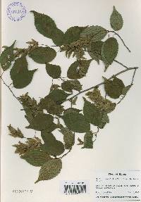 Carpinus laxiflora image