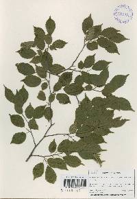 Carpinus laxiflora image