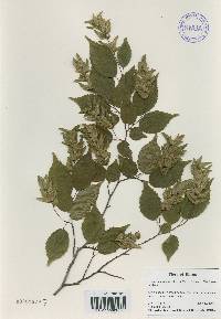 Carpinus laxiflora image