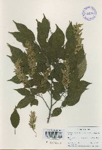 Carpinus laxiflora image