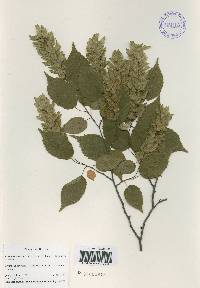 Carpinus laxiflora image