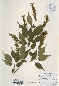 Carpinus laxiflora image