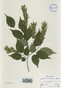 Carpinus laxiflora image