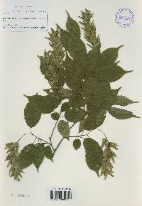 Carpinus laxiflora image