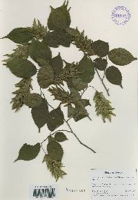 Carpinus laxiflora image