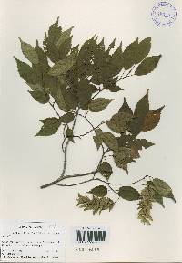 Carpinus laxiflora image