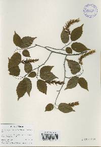 Carpinus laxiflora image