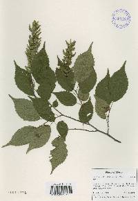 Carpinus laxiflora image